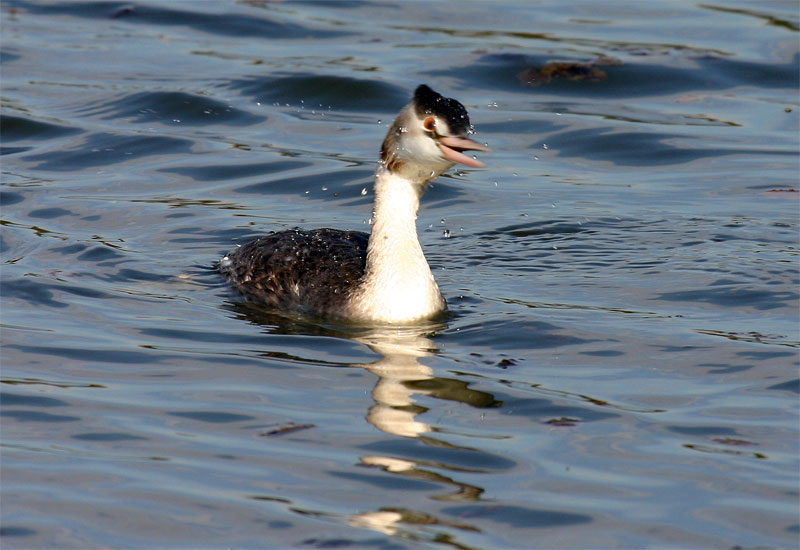 noch ein Haubentaucher (Podiceps cristatus)