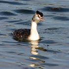 noch ein Haubentaucher (Podiceps cristatus)