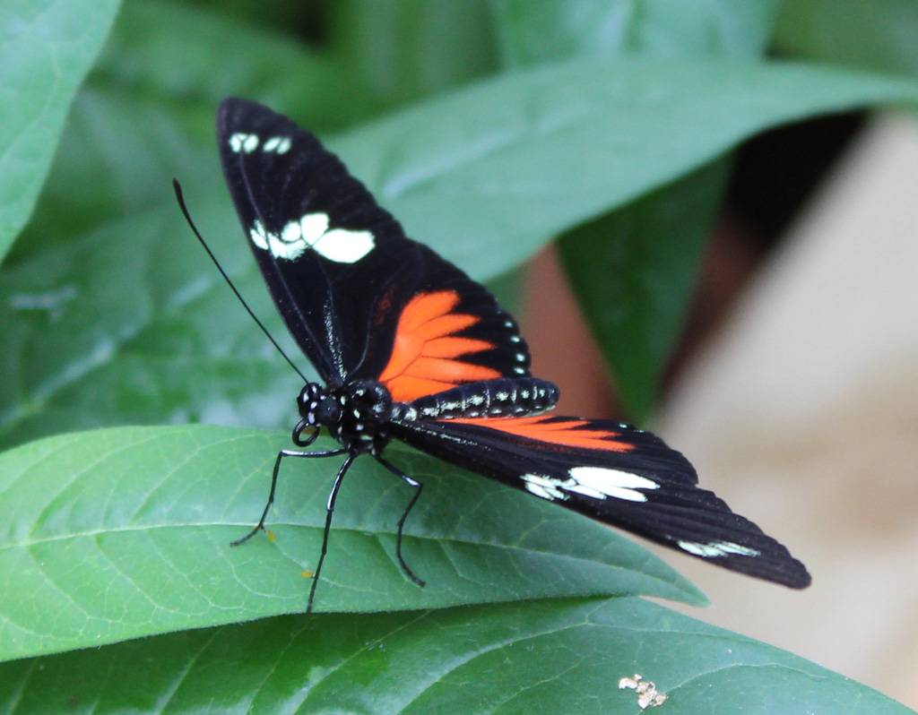  noch ein Heliconius Falter