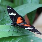  noch ein Heliconius Falter