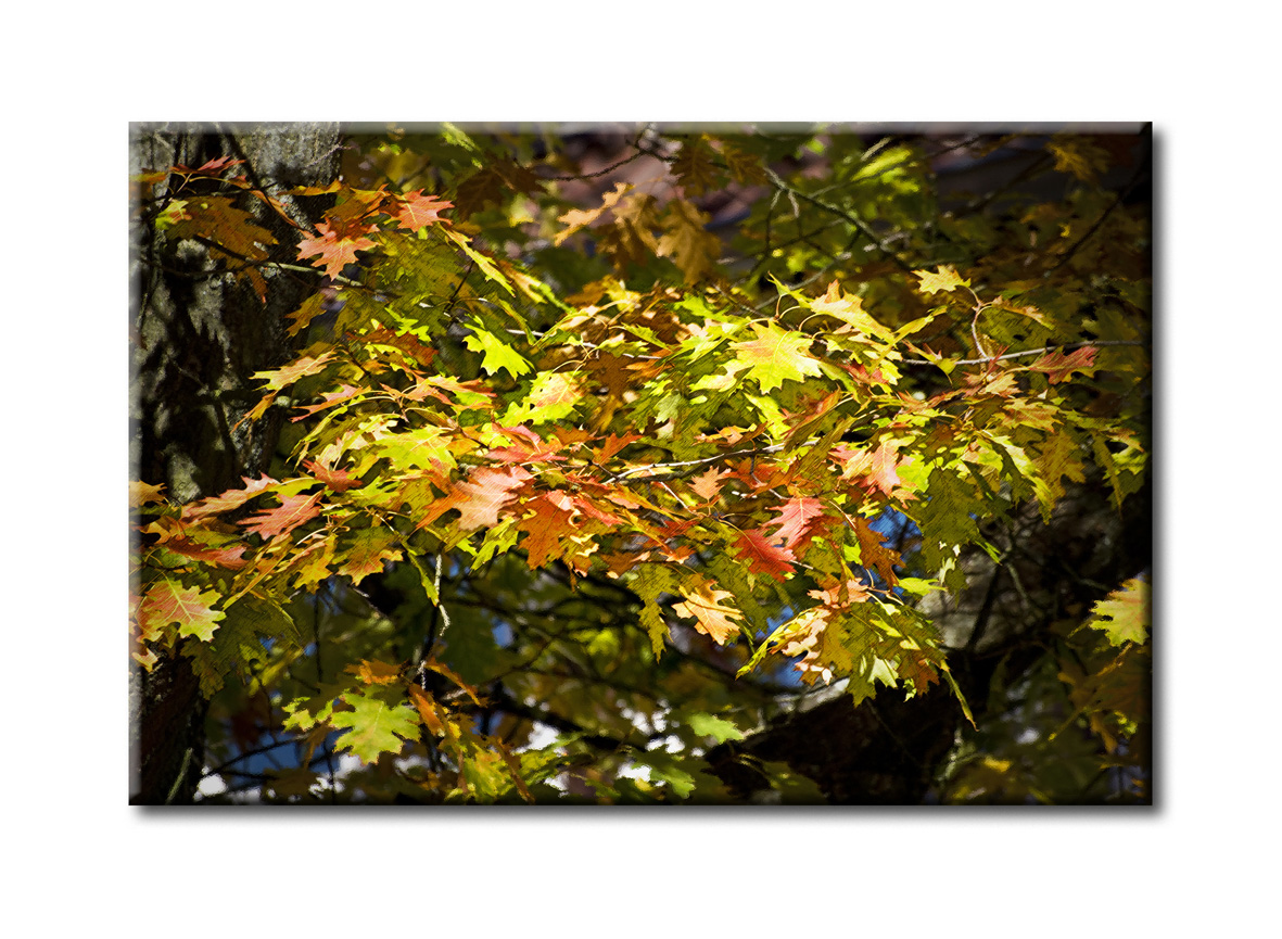 Noch ein Herbst-Bild - trotz Winter