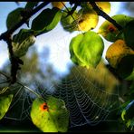 Noch ein Herbstbildchen