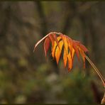 Noch ein Herbstblätterleuchtebild