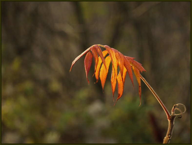 Noch ein Herbstblätterleuchtebild