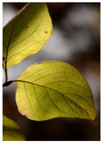 noch ein Herbstblatt