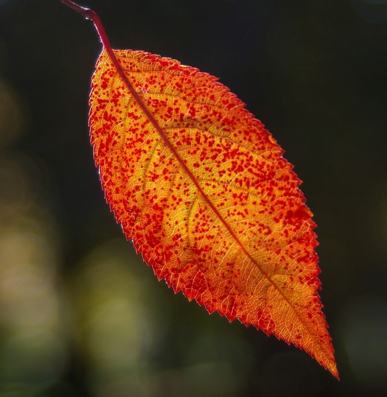 Noch ein Herbstblatt