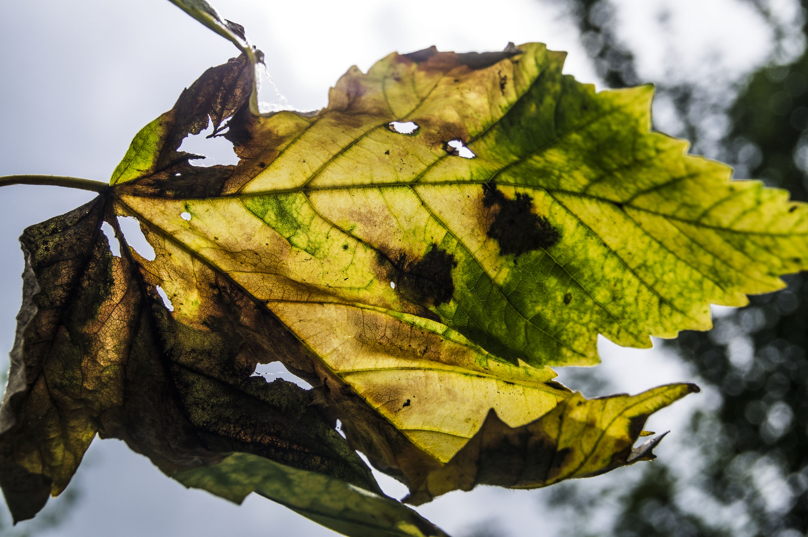 Noch ein Herbstbote