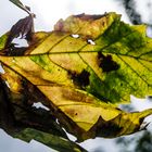 Noch ein Herbstbote