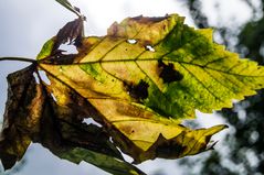 Noch ein Herbstbote