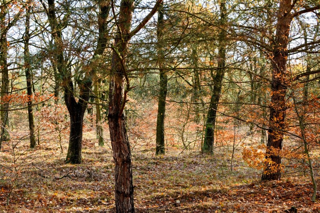 Noch ein Herbstfoto