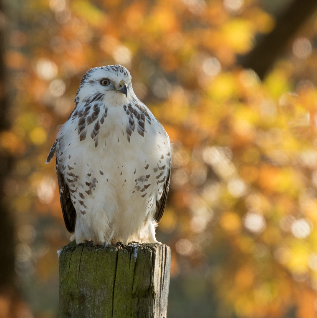 Noch ein Herbstfoto...