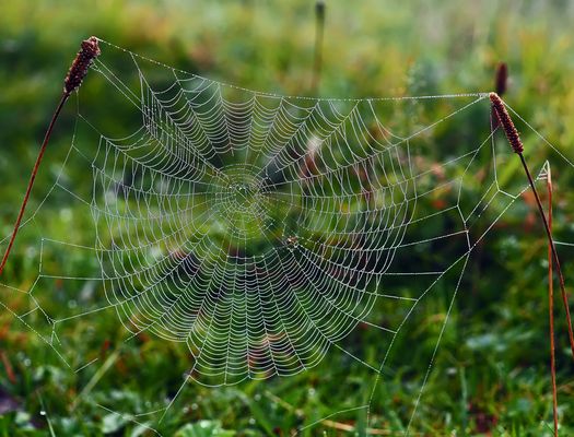 Noch ein Herbstfoto: der Nebel hat mir dieses Foto geschenkt! - C'est un cadeau de l'automne...