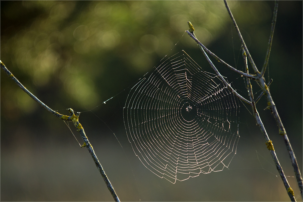 noch ein herbstgruss...