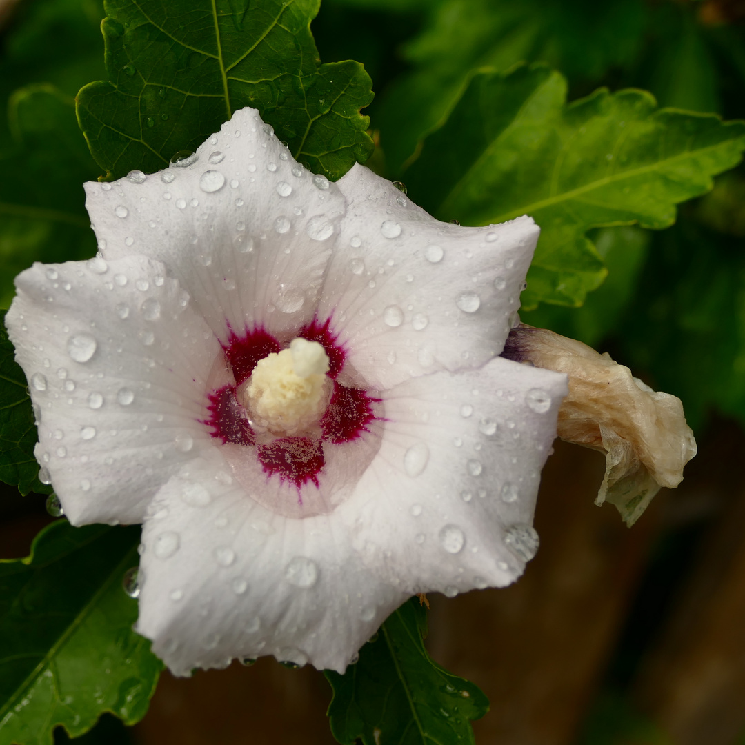 Noch ein Hibiskus 