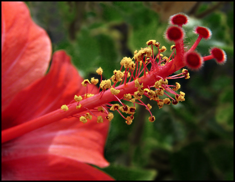 noch ein Hibiskus