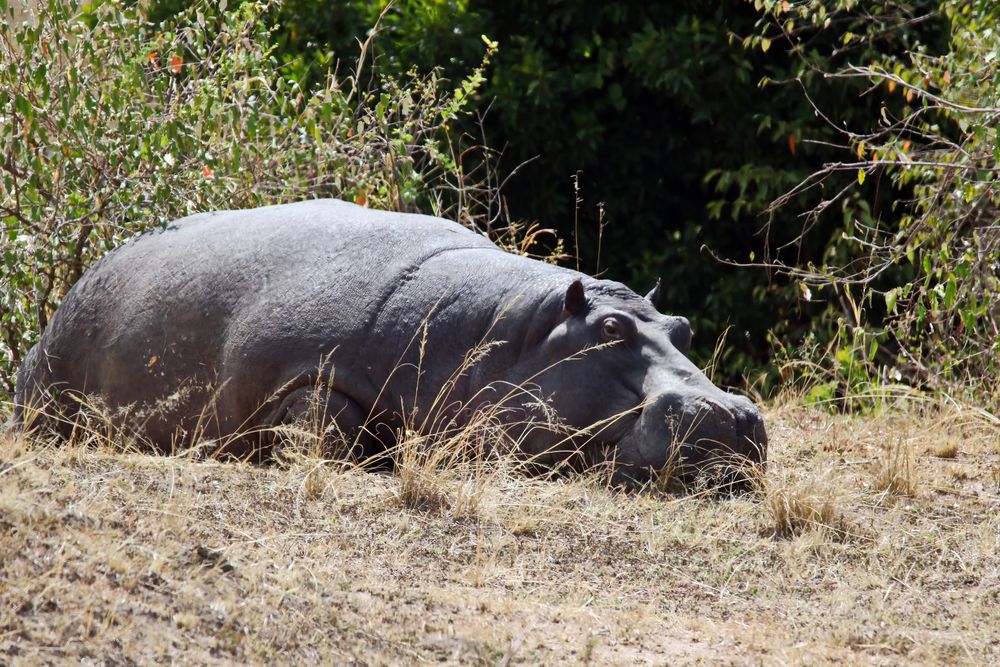 noch ein Hippo Foto & Bild natur, paarhufer, tiere Bilder auf