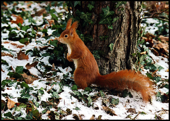 Noch ein Hörnchen