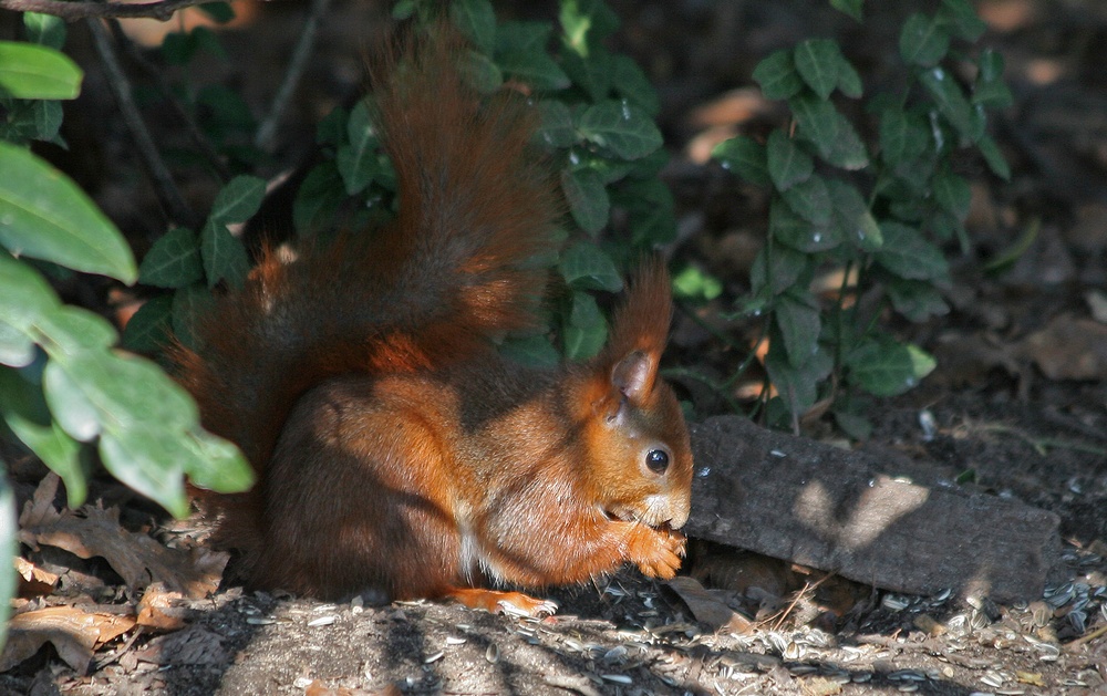 Noch ein Hörnchen