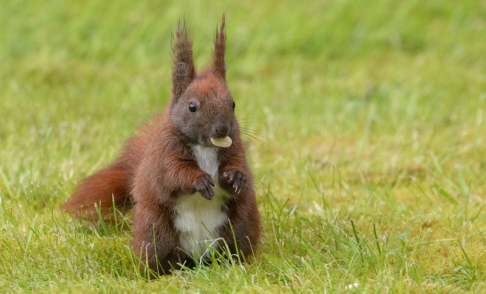 Noch ein Hörnchen