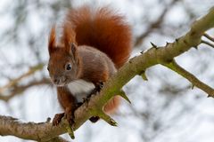 Noch ein Hörnchen