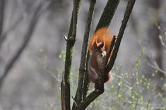 ..noch ein Hörnchen...