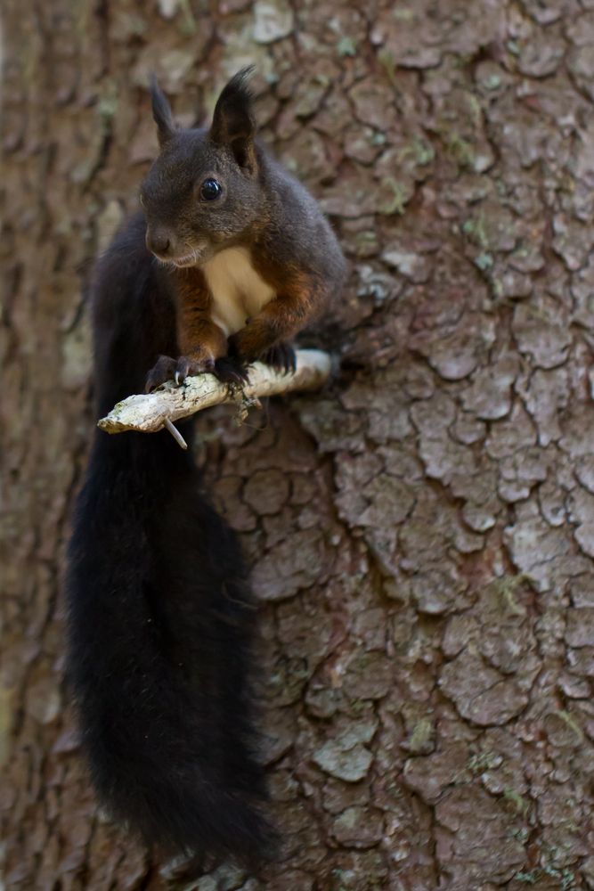 Noch ein Hörnchen