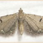 Noch ein Hopfen-Blütenspanner (Eupithecia assimilata)