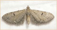 Noch ein Hopfen-Blütenspanner (Eupithecia assimilata)