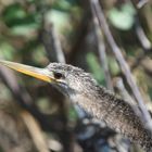 Noch ein hübscher Jungvogel