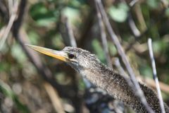 Noch ein hübscher Jungvogel