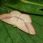 Noch ein hübscher Kerl: Der Rotbandspanner (Rhodostrophia vibicaria)