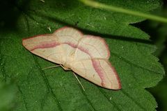 Noch ein hübscher Kerl: Der Rotbandspanner (Rhodostrophia vibicaria)