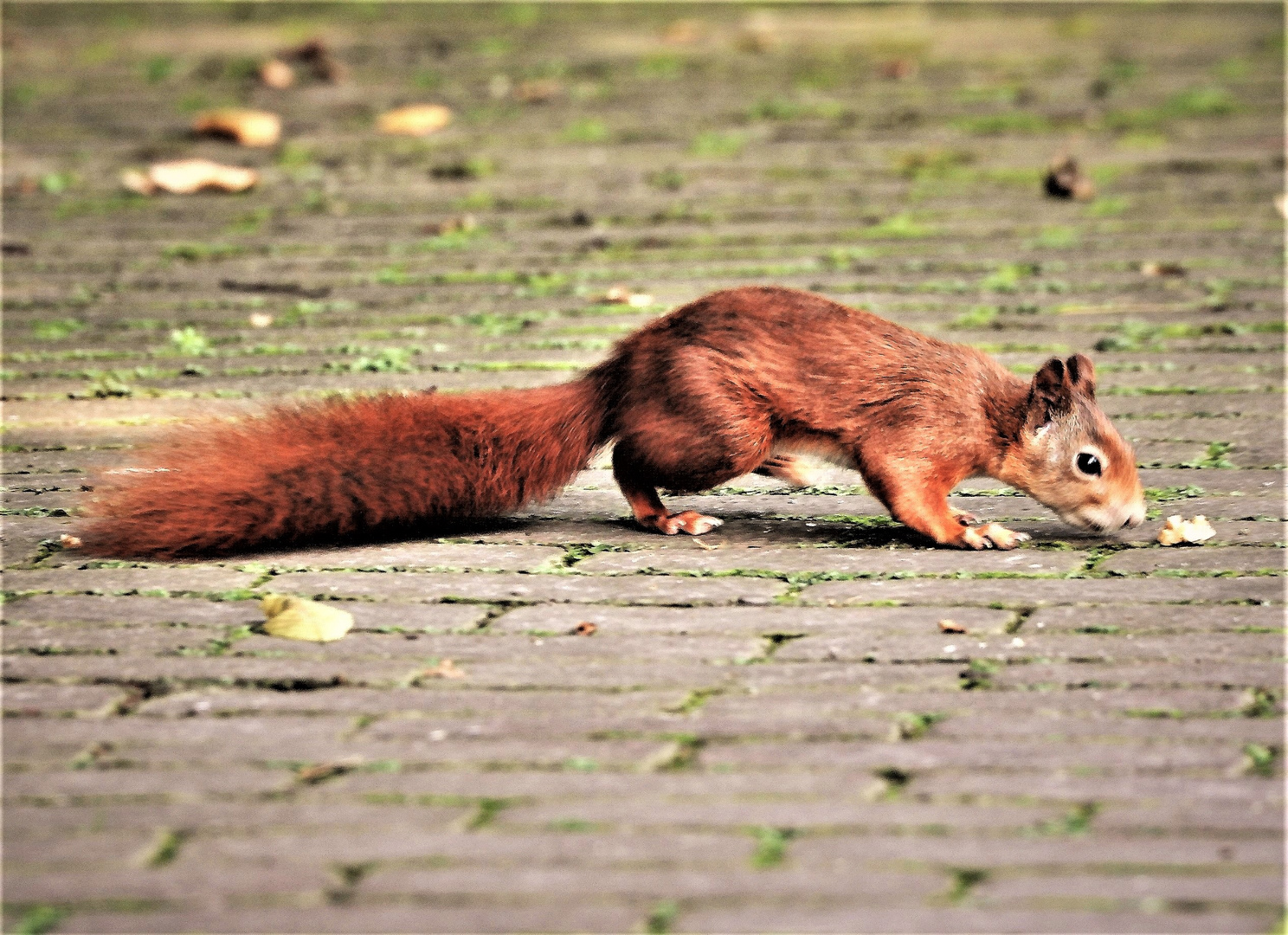 Noch ein hungriges Eichhörnchen