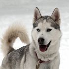 noch ein Husky