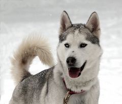 noch ein Husky