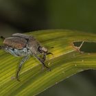 noch ein Käfer (Goldstaub-Laubkäfer)