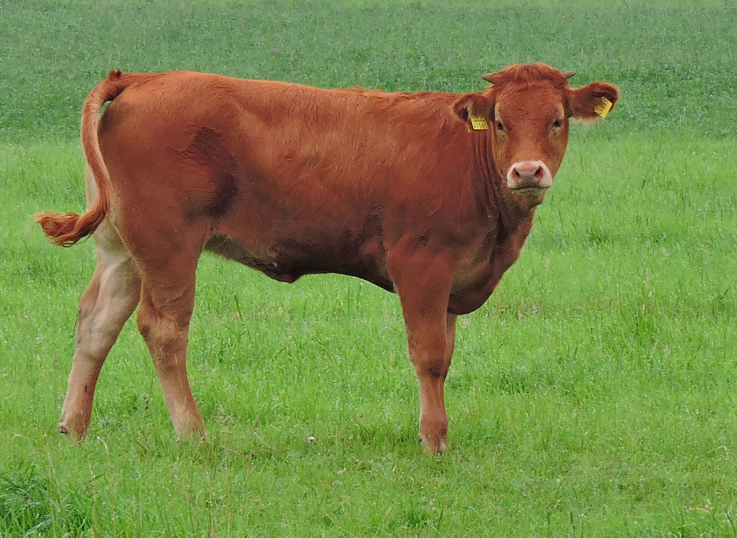 Noch ein Kälbchen.Eine Cousine von dem kleinen Bullenkalb.