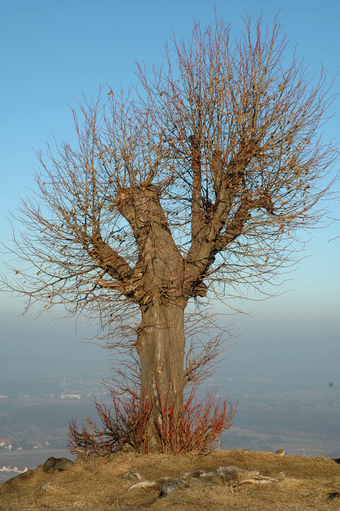 Noch ein kahler Baum....