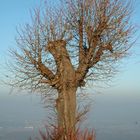 Noch ein kahler Baum....