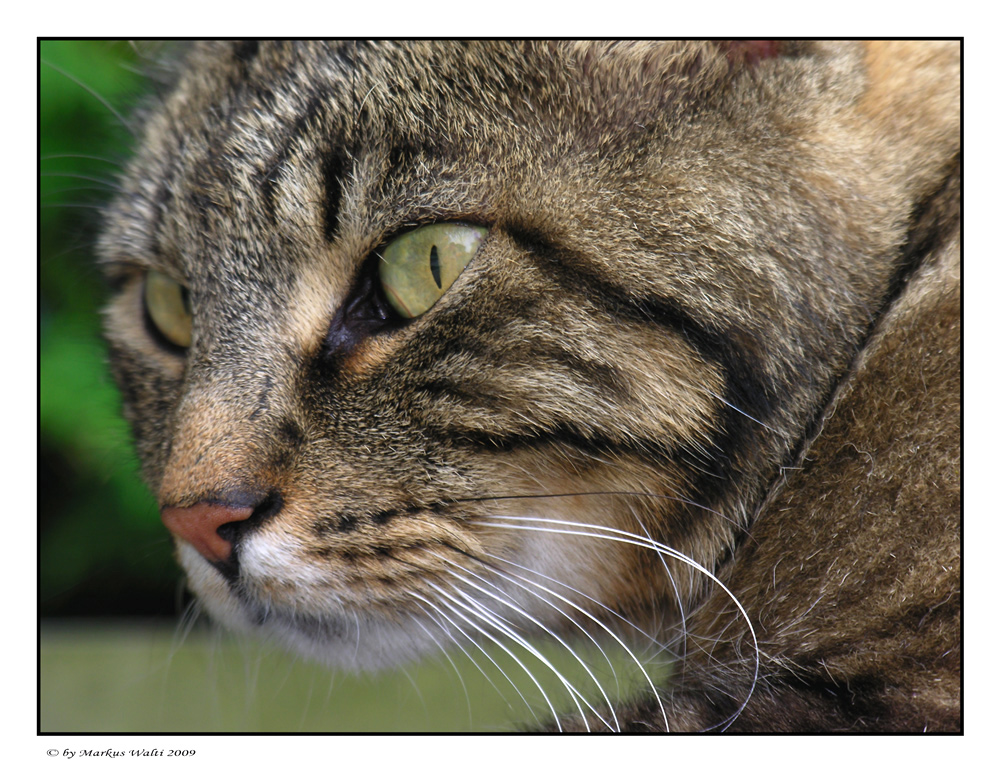 Noch ein Katzenbild