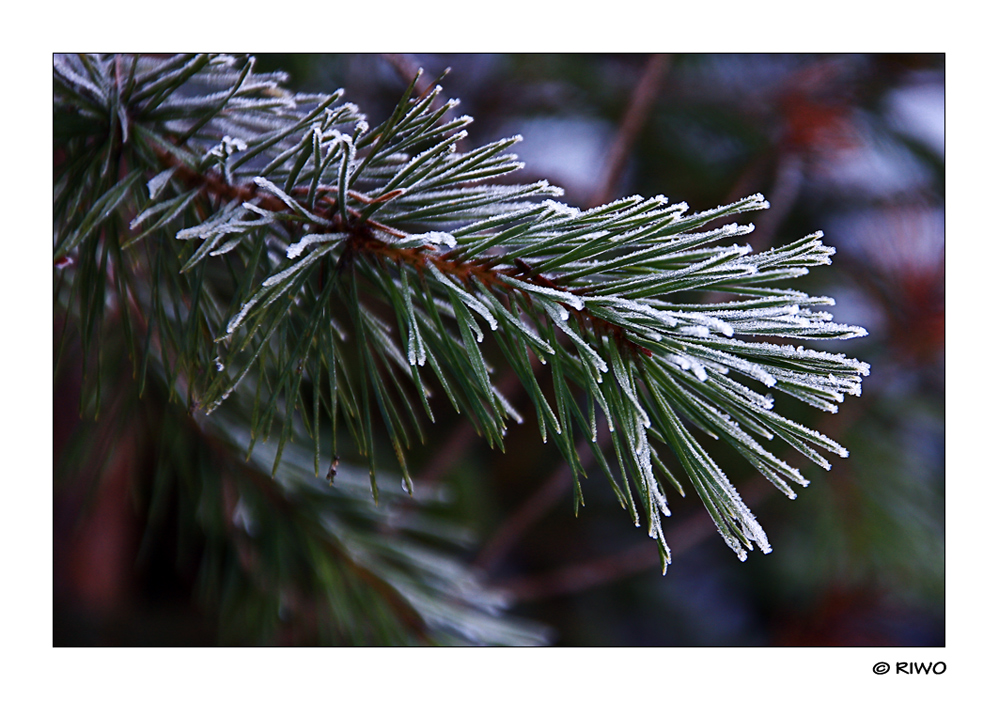 noch ein Kiefern Zweig mit Winterhauch.......