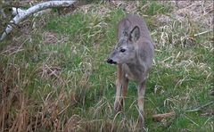 Noch ein Kitzbock