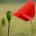 noch ein Klatschmohn..