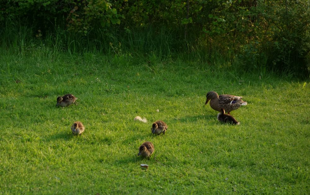 noch ein kleiner Abendspaziergang?