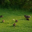 noch ein kleiner Abendspaziergang?