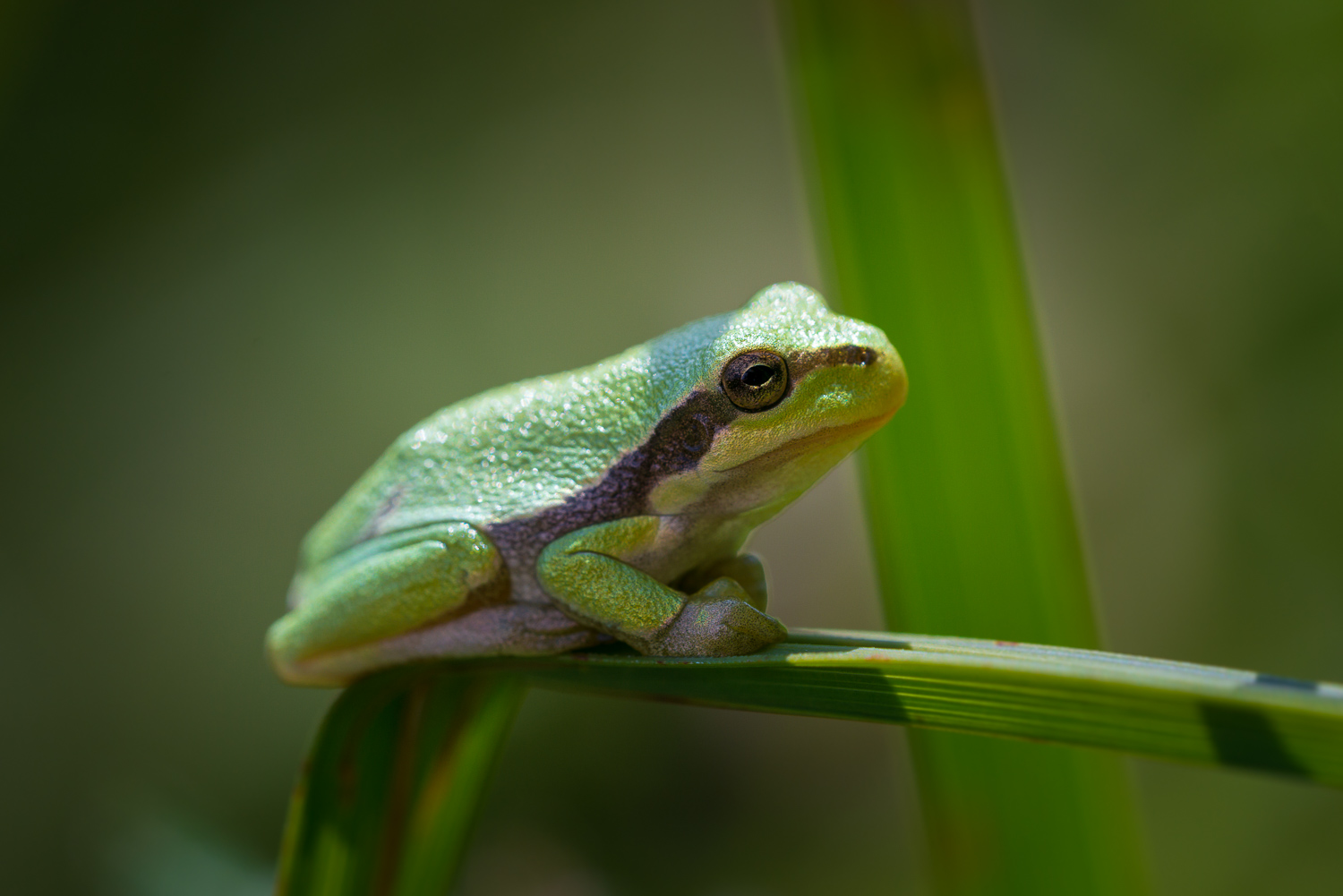 Noch ein kleiner Laubfrosch