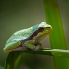 Noch ein kleiner Laubfrosch