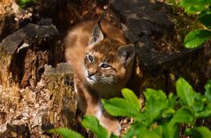 Noch ein kleiner Luchs