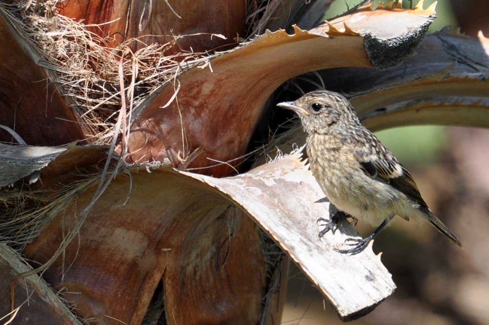 Noch ein kleiner Vogel