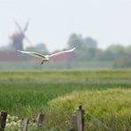 Noch ein kleiner Weißer in Ostfriesland